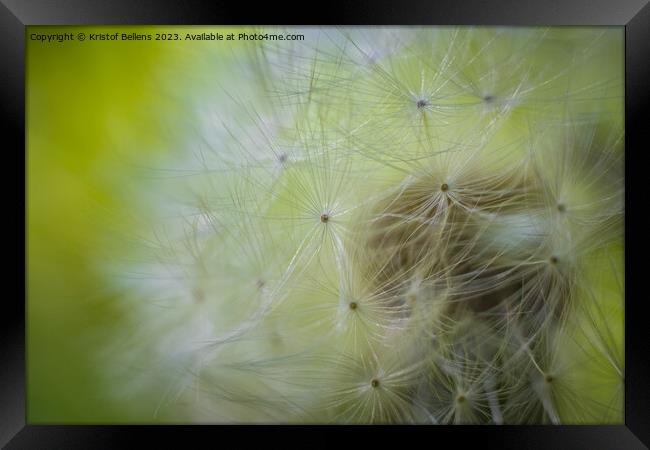 Closeup macro shot of dandelion seed head with selective focus Framed Print by Kristof Bellens