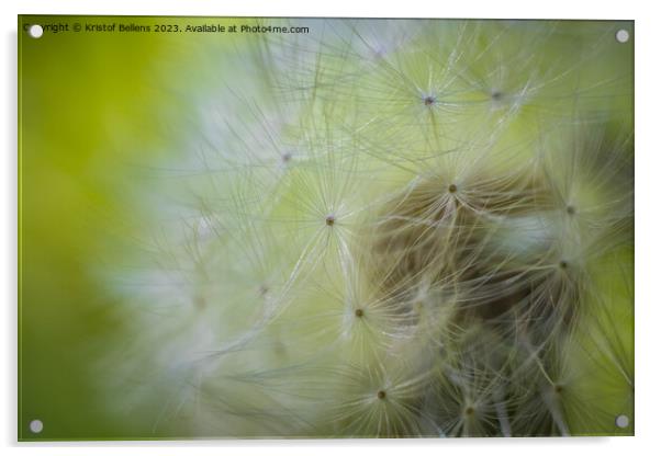 Closeup macro shot of dandelion seed head with selective focus Acrylic by Kristof Bellens