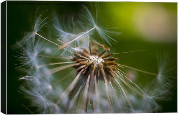 Closeup macro shot of dandelion seed head with selective focus Canvas Print by Kristof Bellens