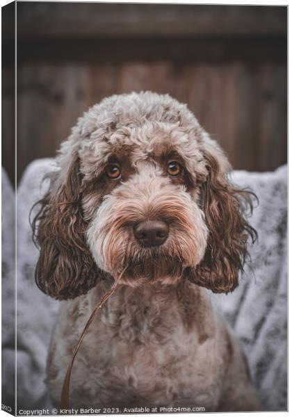 Chocolate Roan Cockapoo Canvas Print by Kirsty Barber