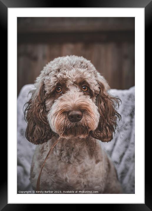Chocolate Roan Cockapoo Framed Mounted Print by Kirsty Barber