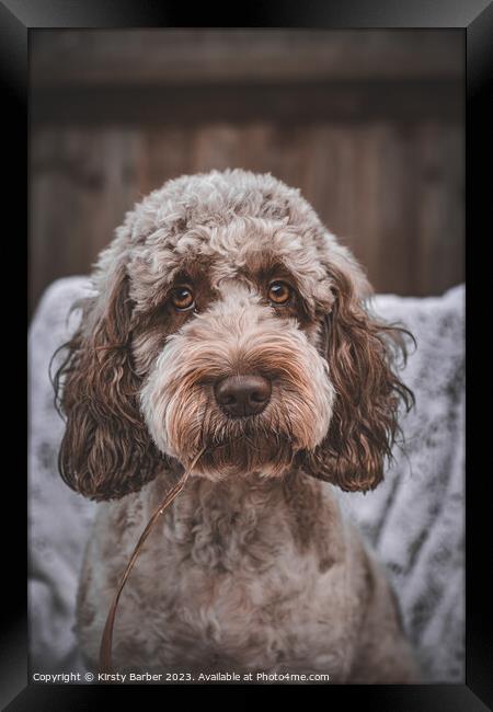 Chocolate Roan Cockapoo Framed Print by Kirsty Barber