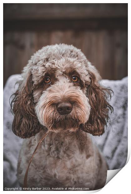 Chocolate Roan Cockapoo Print by Kirsty Barber