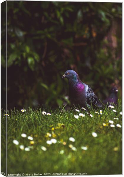 Pigeon Portrait Canvas Print by Kirsty Barber