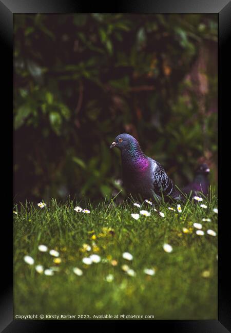 Pigeon Portrait Framed Print by Kirsty Barber