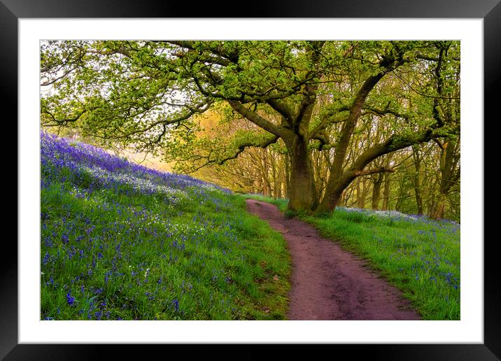 Bluebell Woods North Yorkshire Framed Mounted Print by Tim Hill