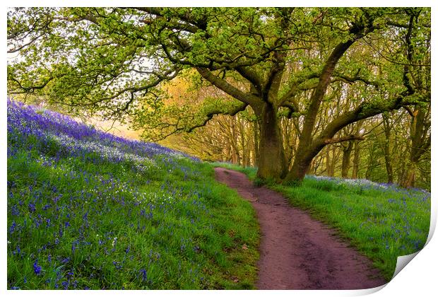 Bluebell Woods North Yorkshire Print by Tim Hill