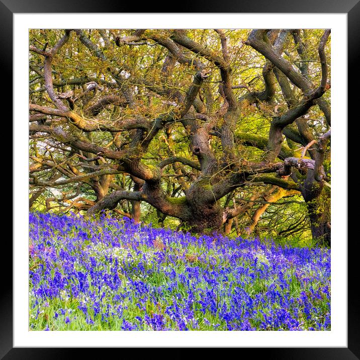 Bluebells and Tangles Oak Trees Framed Mounted Print by Tim Hill
