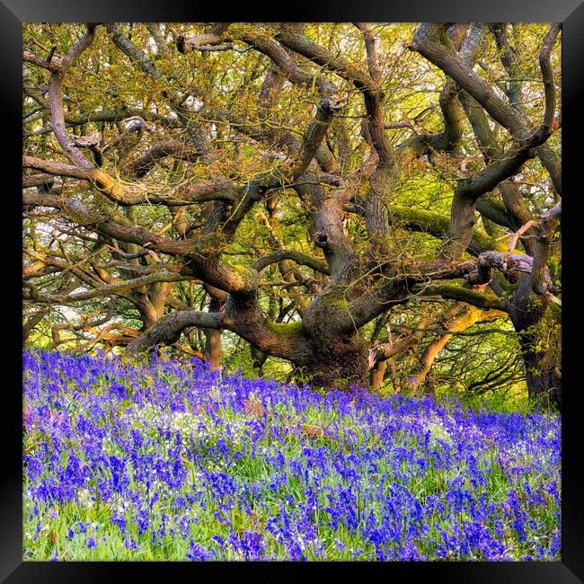 Bluebells and Tangles Oak Trees Framed Print by Tim Hill
