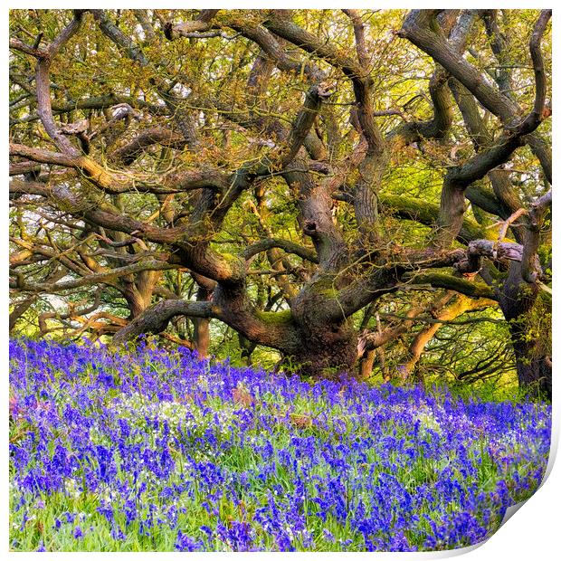 Bluebells and Tangles Oak Trees Print by Tim Hill