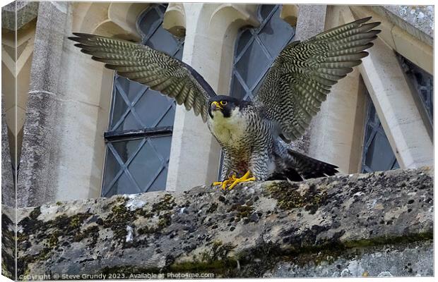 Winnie The Winchester Cathedral Peregrine Falcon Canvas Print by Steve Grundy