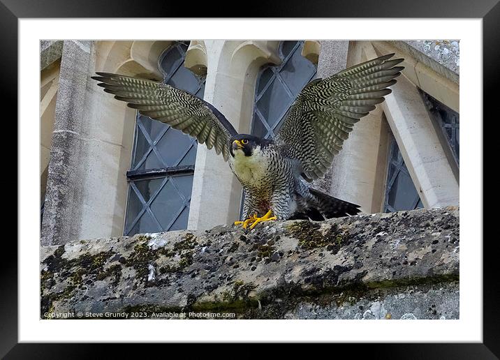Winnie The Winchester Cathedral Peregrine Falcon Framed Mounted Print by Steve Grundy