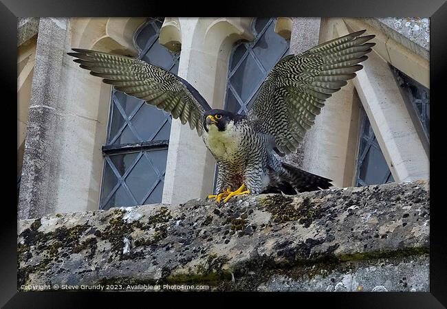 Winnie The Winchester Cathedral Peregrine Falcon Framed Print by Steve Grundy