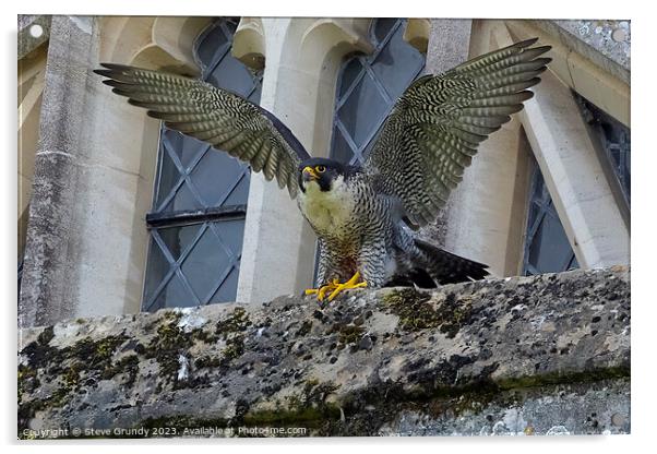 Winnie The Winchester Cathedral Peregrine Falcon Acrylic by Steve Grundy