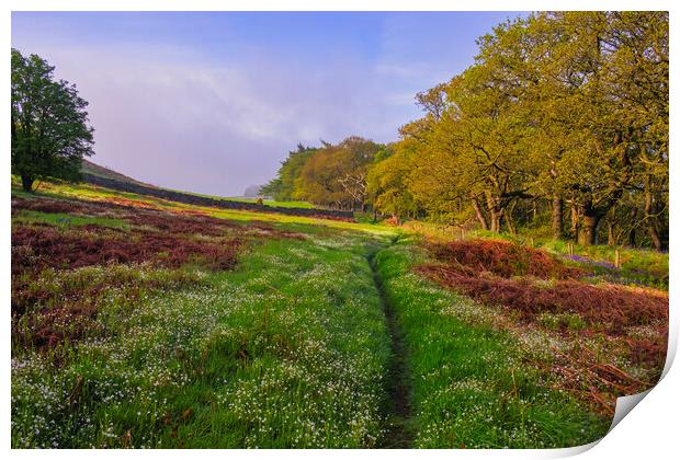 Roseberry Common Flower Meadow Print by Tim Hill