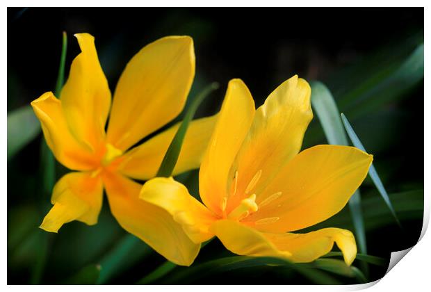 Yellow tulips on nature background Print by Olena Ivanova