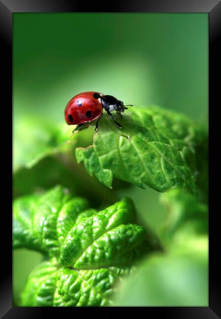Red ladybug sitting on green leaf Framed Print by Olena Ivanova