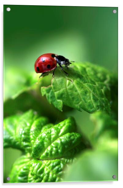 Red ladybug sitting on green leaf Acrylic by Olena Ivanova