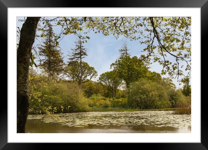 Emerging lilypads Framed Mounted Print by Sally Wallis