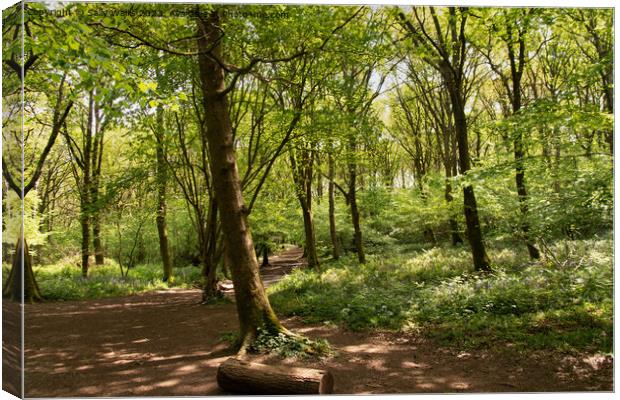 Woodland Trail Canvas Print by Sally Wallis