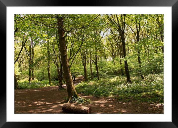 Woodland Trail Framed Mounted Print by Sally Wallis