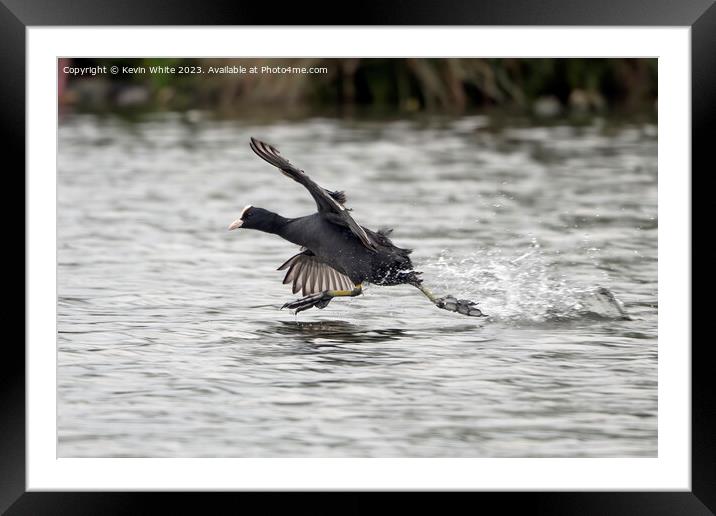 Coot thinks he can walk on water Framed Mounted Print by Kevin White