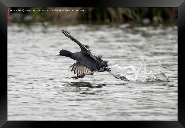 Coot thinks he can walk on water Framed Print by Kevin White
