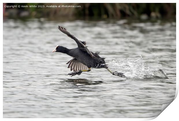 Coot thinks he can walk on water Print by Kevin White