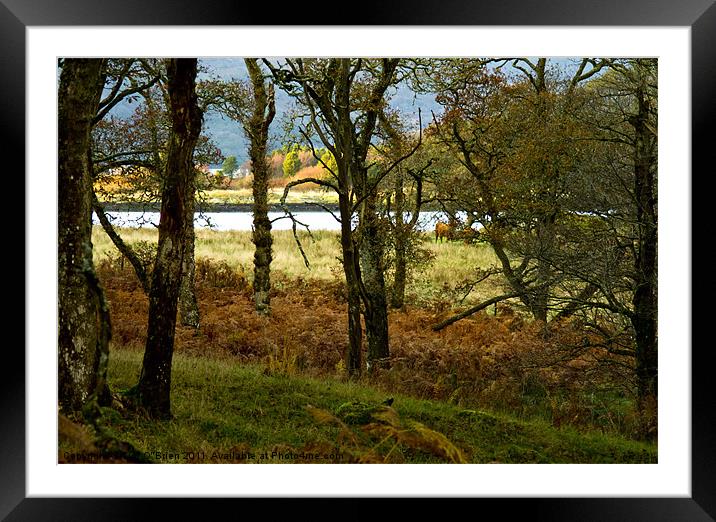 Through Old Forest to Sea Framed Mounted Print by Tim O'Brien