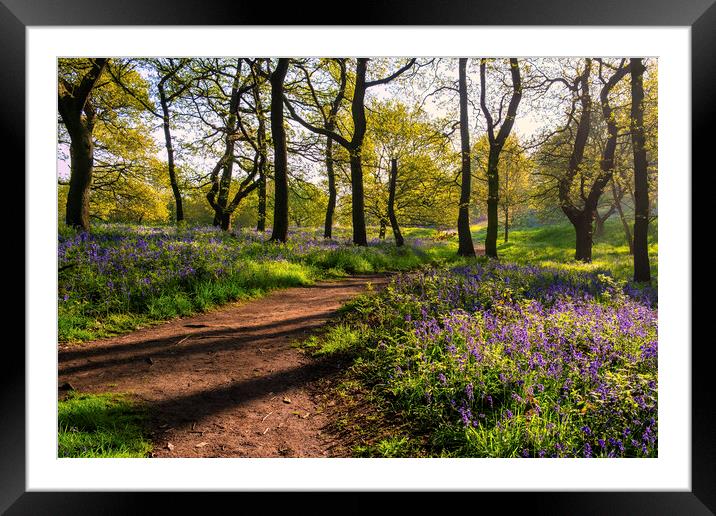 Bluebell Woods: Beautiful Newton Woods Framed Mounted Print by Tim Hill