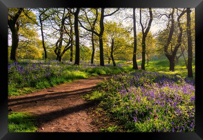 Bluebell Woods: Beautiful Newton Woods Framed Print by Tim Hill