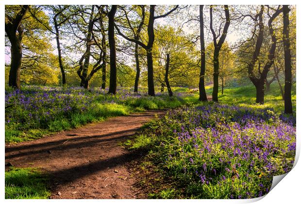 Bluebell Woods: Beautiful Newton Woods Print by Tim Hill