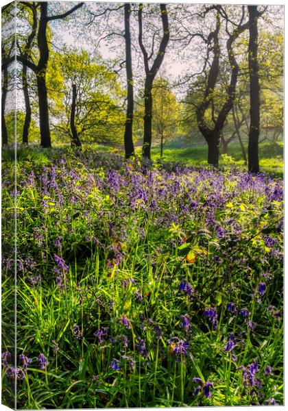 bluebell woodland in Springtime Canvas Print by Tim Hill