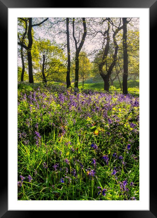 bluebell woodland in Springtime Framed Mounted Print by Tim Hill