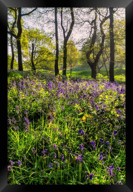 bluebell woodland in Springtime Framed Print by Tim Hill