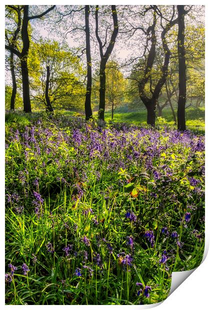 bluebell woodland in Springtime Print by Tim Hill