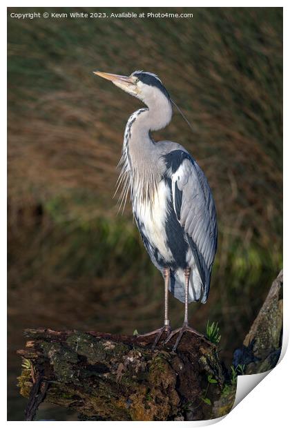 Grey heron has spotted something in the sky Print by Kevin White