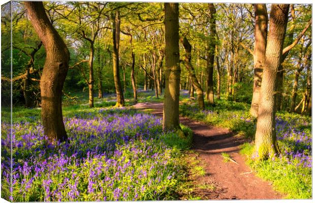 Bluebell woodland in Springtime Canvas Print by Tim Hill