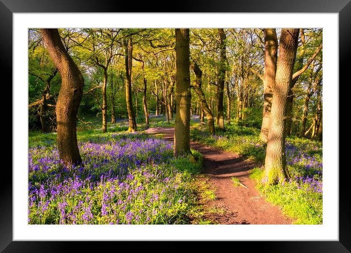 Bluebell woodland in Springtime Framed Mounted Print by Tim Hill