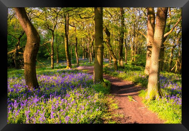 Bluebell woodland in Springtime Framed Print by Tim Hill