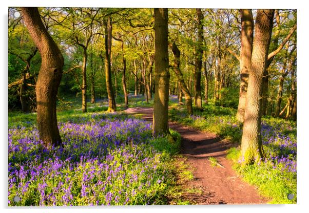 Bluebell woodland in Springtime Acrylic by Tim Hill
