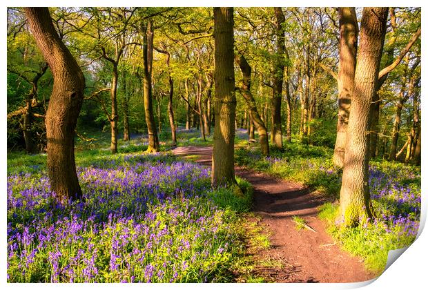 Bluebell woodland in Springtime Print by Tim Hill