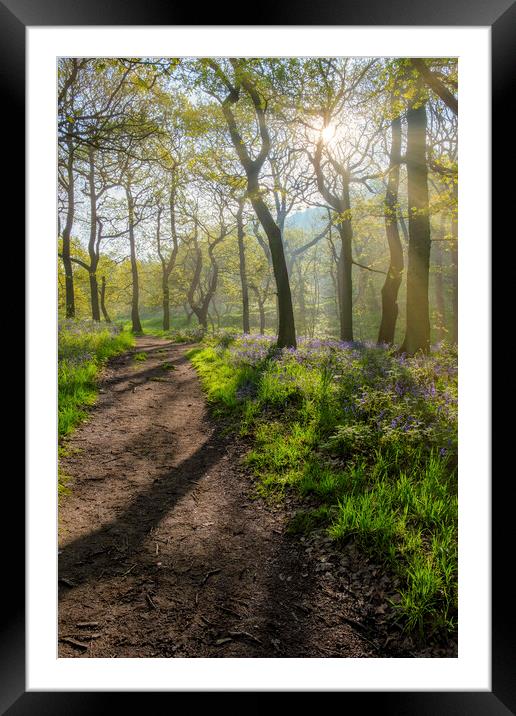 Serene woodland Scene Framed Mounted Print by Tim Hill