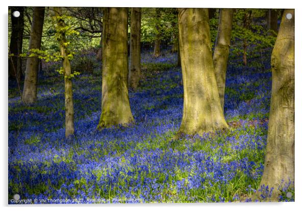 Sheringham Bluebells Acrylic by Viv Thompson