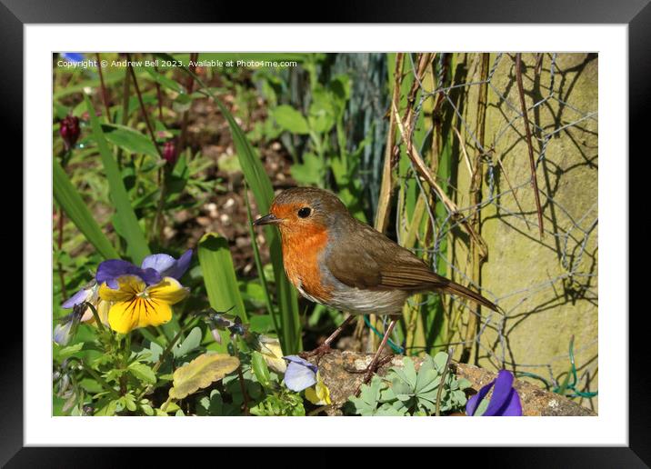 The Garden Robin's Majestic Pose Framed Mounted Print by Andrew Bell