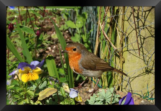 The Garden Robin's Majestic Pose Framed Print by Andrew Bell