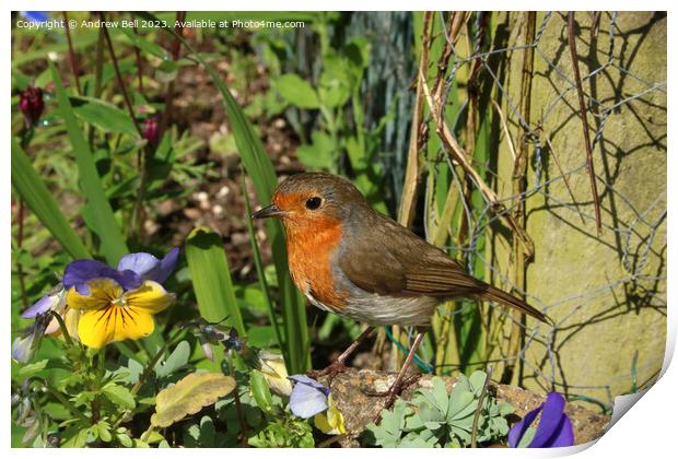 The Garden Robin's Majestic Pose Print by Andrew Bell
