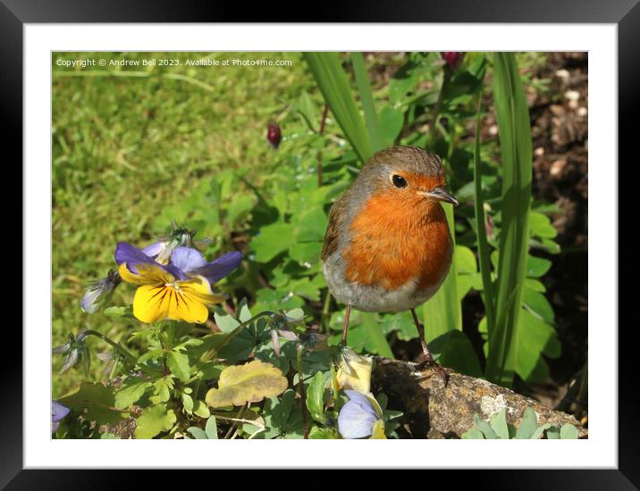 Majestic Robin Redbreast in a Serene Garden Framed Mounted Print by Andrew Bell