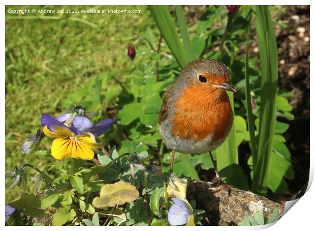 Majestic Robin Redbreast in a Serene Garden Print by Andrew Bell
