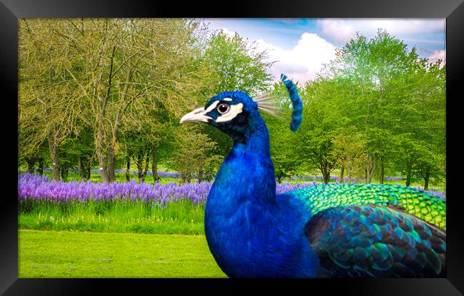 Peacock in a  garden setting  Framed Print by Steve Taylor